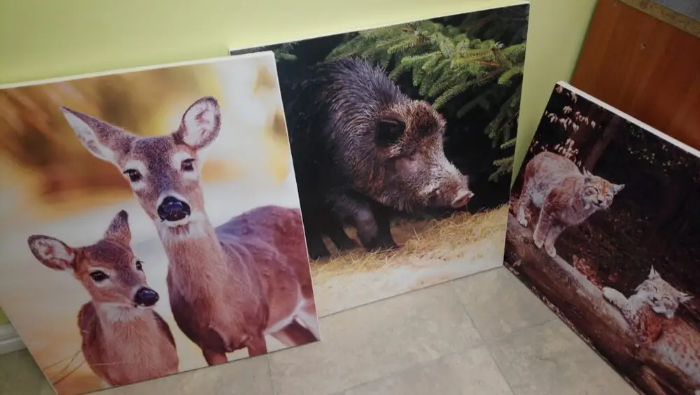 Photos of roe deer, a wild boar and lynxes printed on canvas, leaning against a wall